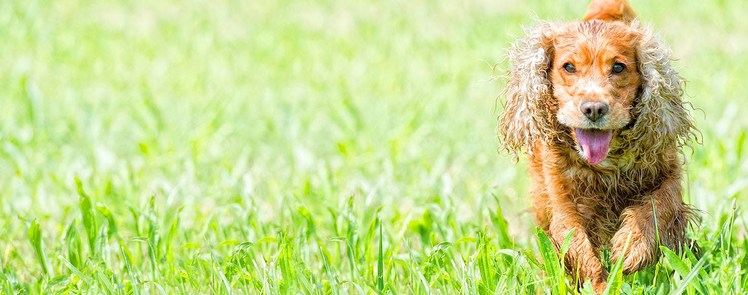 SEAL Team Inspired Dog Names Popular Male and Female Names Wag!